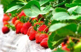 草莓 精彩爆料视频大全,精彩爆料视频大盘点 第2张 草莓 精彩爆料视频大全,精彩爆料视频大盘点 第2张