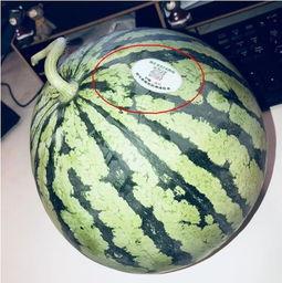 伦敦吃瓜网红是谁啊,揭秘“吃瓜达人”的真实身份  第1张